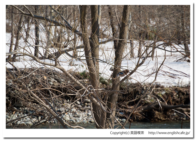 相沼内ダムと鳥（北海道八雲町）