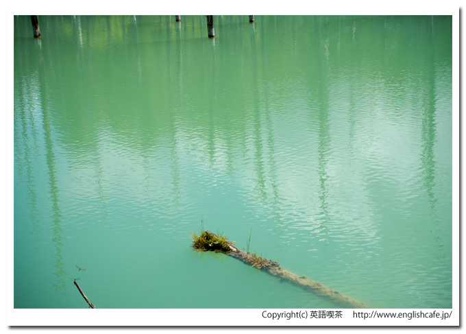 青い池、池の水面と水面に現れる流木（北海道美瑛町）