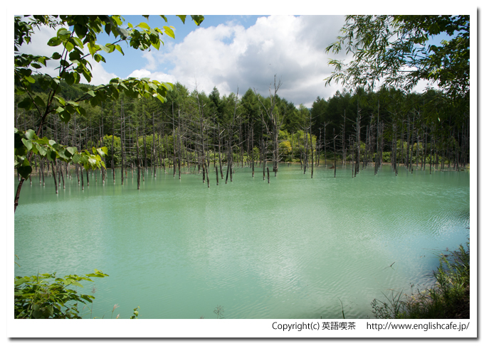 青い池、散策路の曲がり角から見る、異なる景色の青い池（北海道美瑛町）