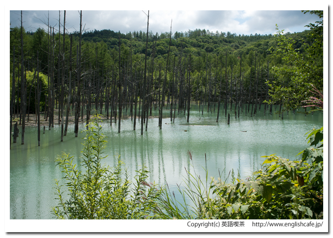 青い池、散策路の終わり辺りから見る青い池（北海道美瑛町）