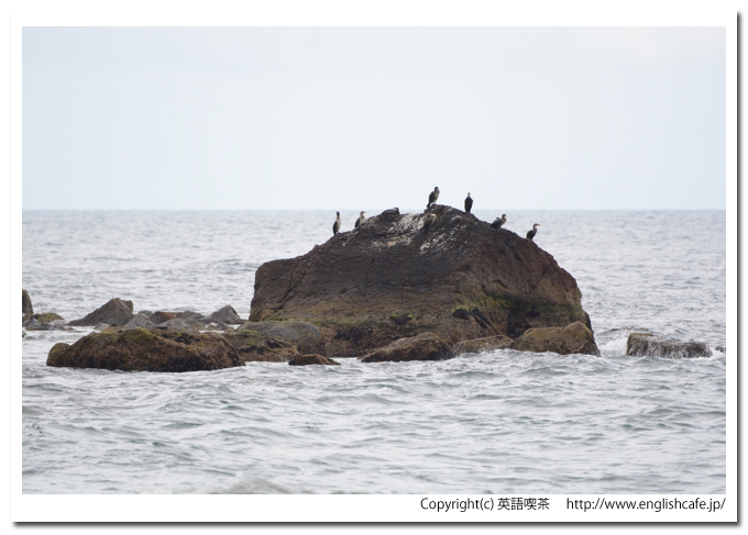 出来澗崎、少し移動してところの岩とウミウ（北海道茅部郡鹿部町）