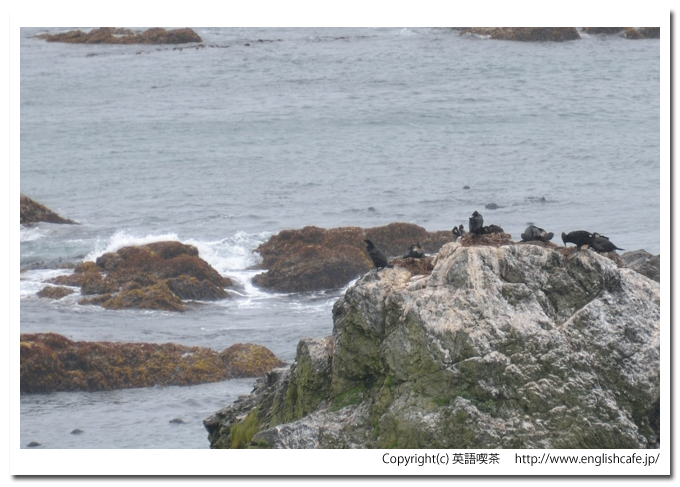 襟裳岬、襟裳岬の岩の上のウミウとアザラシ（北海道えりも町）
