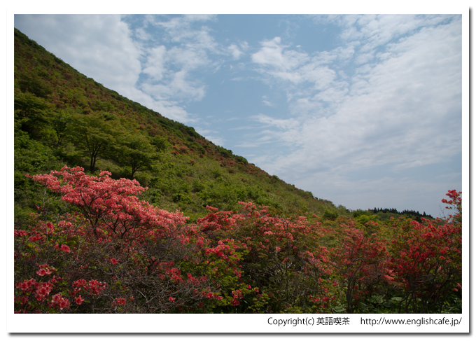 恵山つつじ公園の前山とツツジ、ツツジを中心に（北海道函館市）