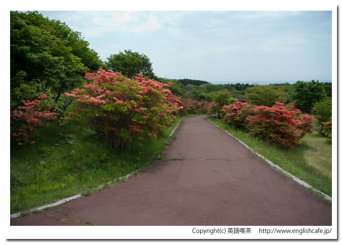 恵山つつじ公園の散策路と散策路に沿うつつじ（北海道函館市）