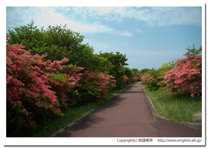 恵山つつじ公園の散策路と細めの散策路に沿うつつじ（北海道函館市）