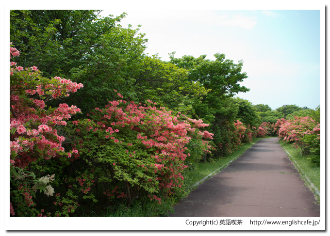 恵山つつじ公園の散策路とつつじ、異なるところから（北海道函館市）