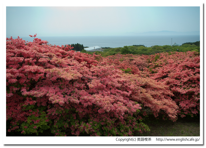 恵山つつじ公園のつつじと青いそら、視点を変えて（北海道函館市）
