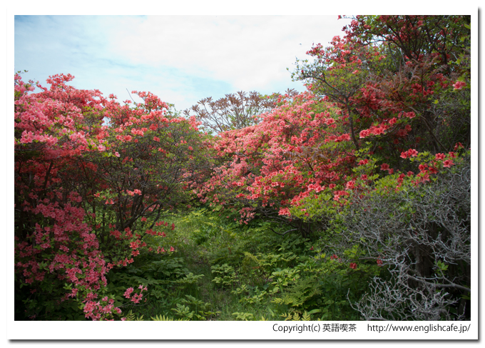 恵山つつじ公園のつつじと青いそら、別視点（北海道函館市）