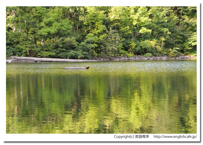 半月湖、湖面に映る緑の黄金景色（北海道倶知安町）