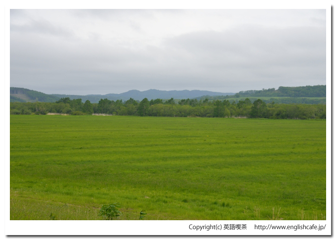 はるにれの木、はるにれの木がある十勝川の河川敷（北海道中川郡豊頃町）