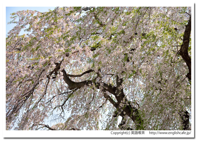 法亀寺のしだれ桜、しだれ桜の花々をクローズアップで（北海道北斗市）