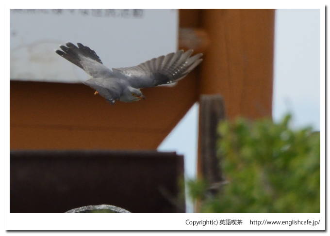 カッコウ1-1
