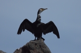 ウミウ１