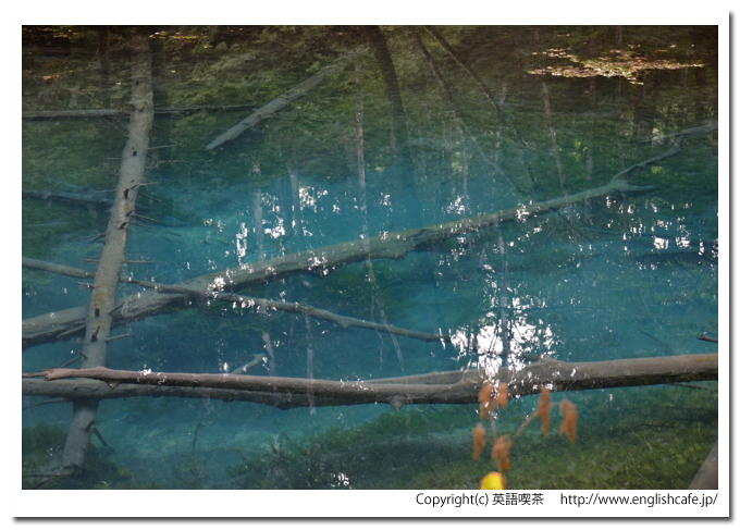 神の子池、神の子池の青く澄んだ水と倒木の様子（北海道清里町）