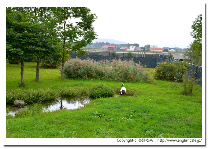 阿寒国際ツルセンター、阿寒国際ツルセンターの飼育場から（北海道釧路市阿寒町）