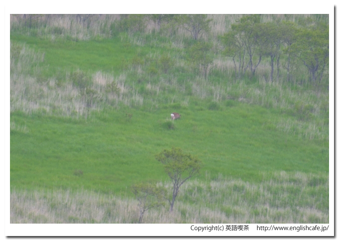コッタロ湿原展望台（釧路湿原国立公園）、コッタロ湿原展望台から見る湿原とその中のシカ（北海道川上郡標茶町）