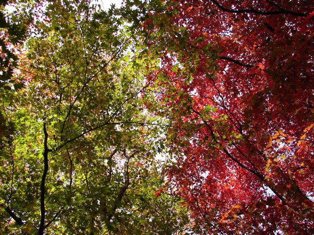 旧岩船氏庭園（香雪園）、紅葉の道と紅葉の空（北海道函館市）