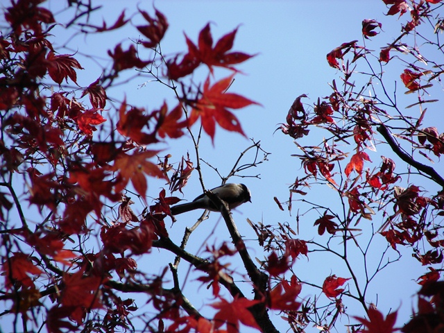 旧岩船氏庭園（香雪園）、紅葉の道と小鳥（北海道函館市）