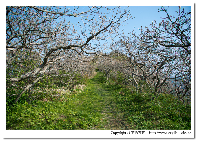 武井の島展望台への散策路を歩く（北海道函館市）
