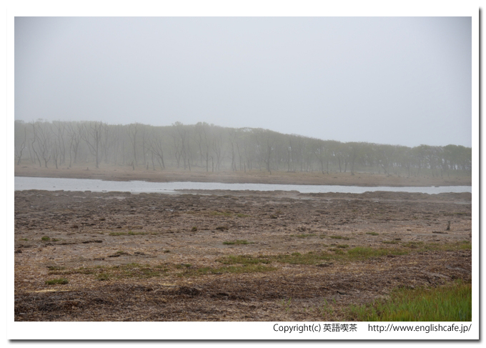 ナラワラ（野付半島）、ナラワラのクローズアップを別視点で（北海道野付郡別海町）