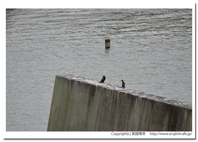 二風谷ダム、二風谷ダムの下流域とカワウ（北海道平取町）