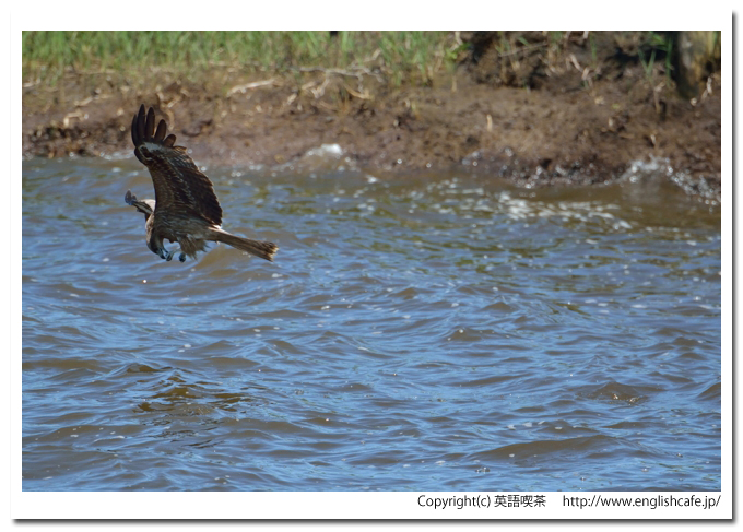 パンケ沼、パンケ沼と魚を狙うトビ（北海道天塩郡幌延町）