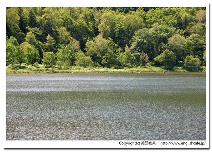 ポンテシオダム、ポンテシオダムのダム湖の湖面と岸と木々風景（北海道士別市）