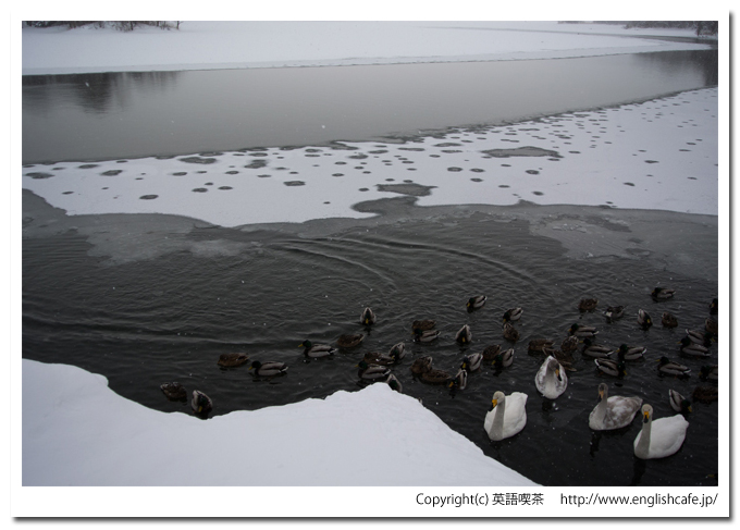 大沼国定公園の白鳥台セバットの渡り鳥（北海道七飯町）