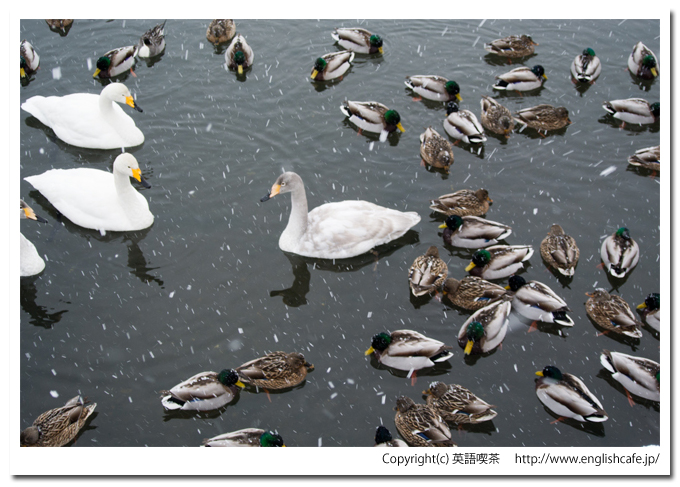 大沼国定公園の白鳥台セバットの渡り鳥、幼鳥（北海道七飯町）