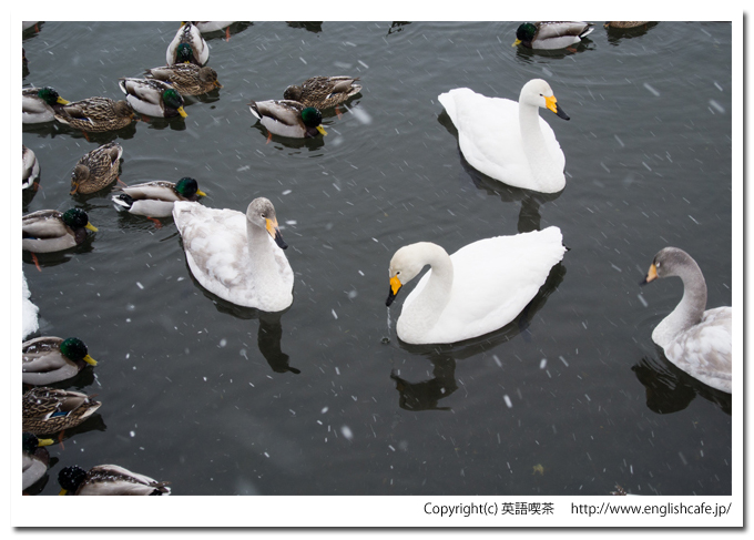 大沼国定公園の白鳥台セバットの渡り鳥、成鳥と幼鳥（北海道七飯町）
