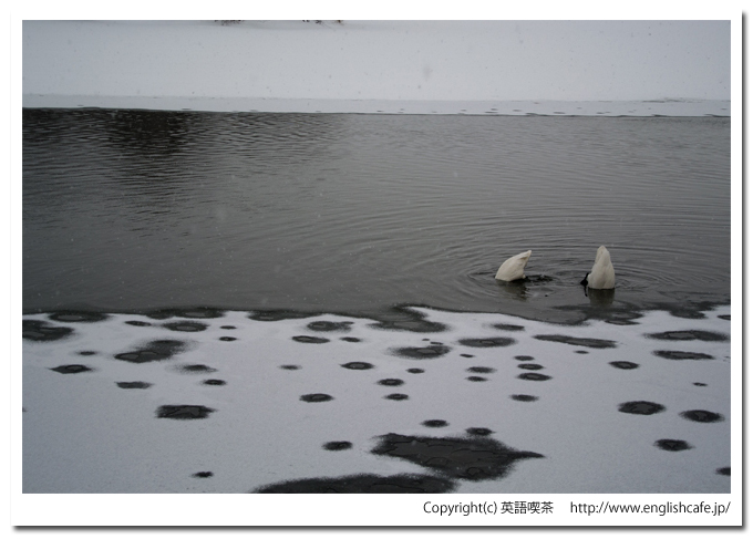 大沼国定公園の白鳥台セバットの渡り鳥、オオハクチョウ（北海道七飯町）