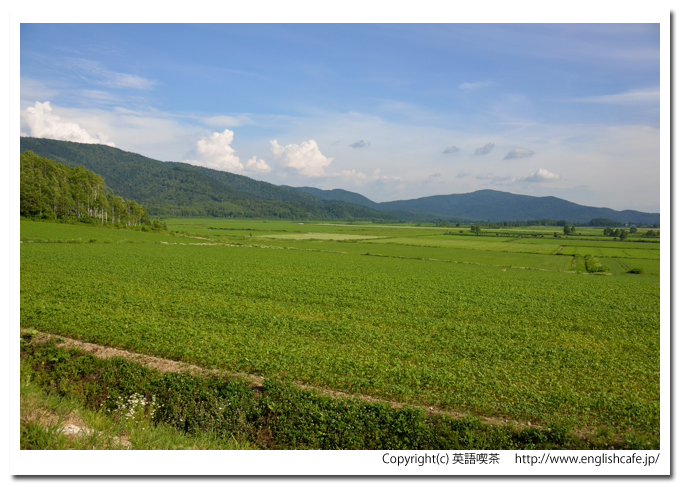 政和ビューポイント、政和ビューポイントから見るそば畑、少し左寄りに（北海道雨竜郡幌加内町）