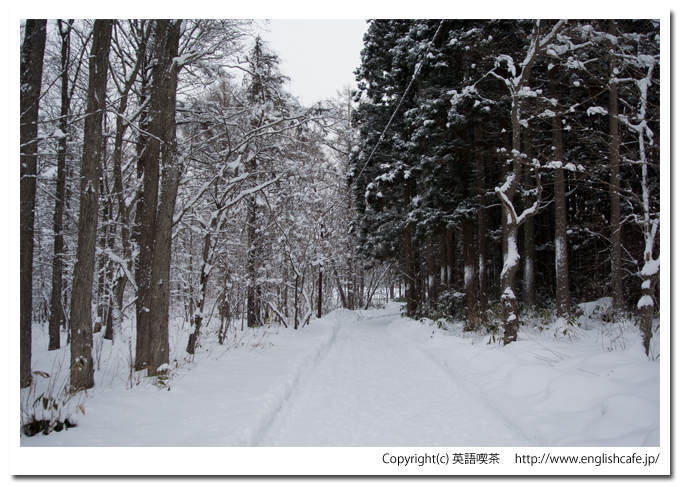 道南四季の杜、杉林（北海道函館市）