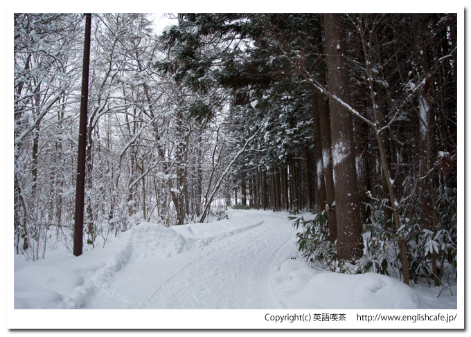 道南四季の杜、スギ林と雪景色（北海道函館市）