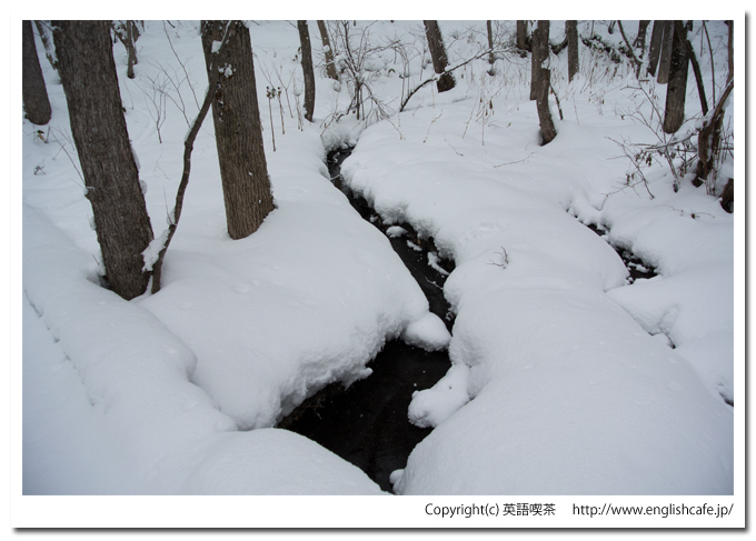 道南四季の杜、湿性植物園の中へ（北海道函館市）