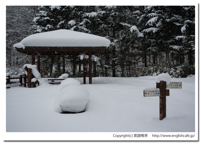 道南四季の杜、湿性植物園の中へ（北海道函館市）