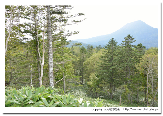 双岳台、双岳台駐車場から見る森の様子（北海道阿寒町）