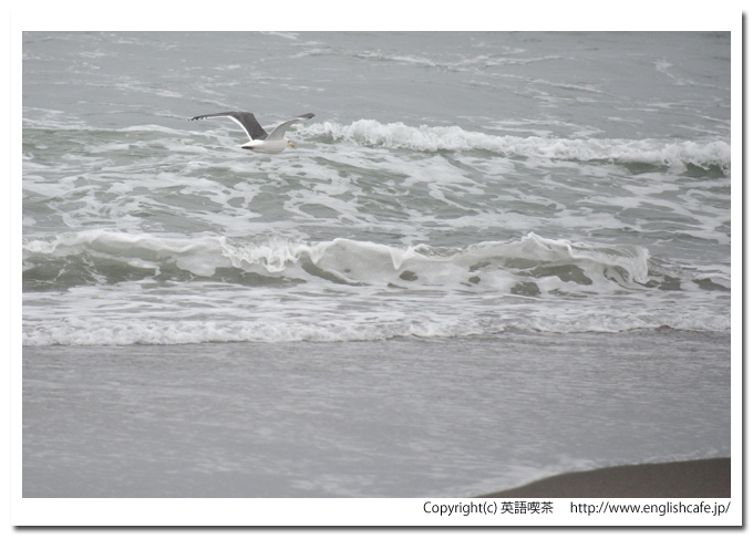 砂崎海岸と砂崎灯台、砂崎海岸の海とカモメ（北海道森町）
