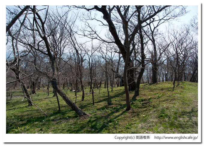 しびの岬公園の緑（北海道乙部町）