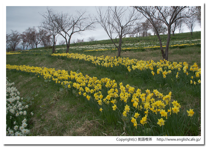 春の玉川公園、黄色の水仙（北海道久遠郡せたな町）