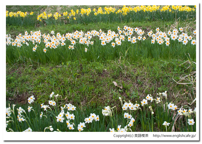 春の玉川公園、白の水仙（北海道久遠郡せたな町）
