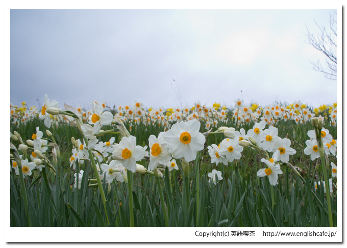 春の玉川公園、白の水仙をアップ（北海道久遠郡せたな町）