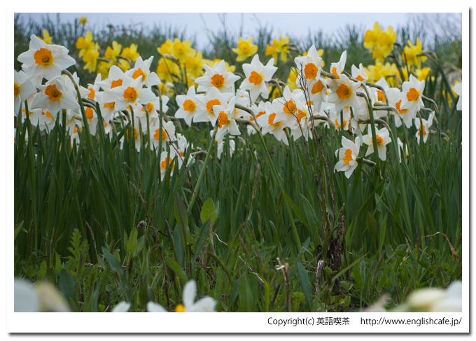 春の玉川公園、白の水仙を別の視点でアップ（北海道久遠郡せたな町）