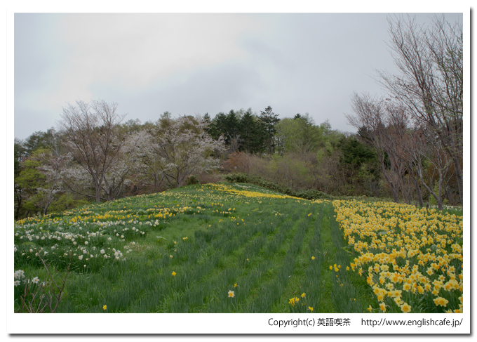春の玉川公園、場所を変えたところの水仙（北海道久遠郡せたな町）