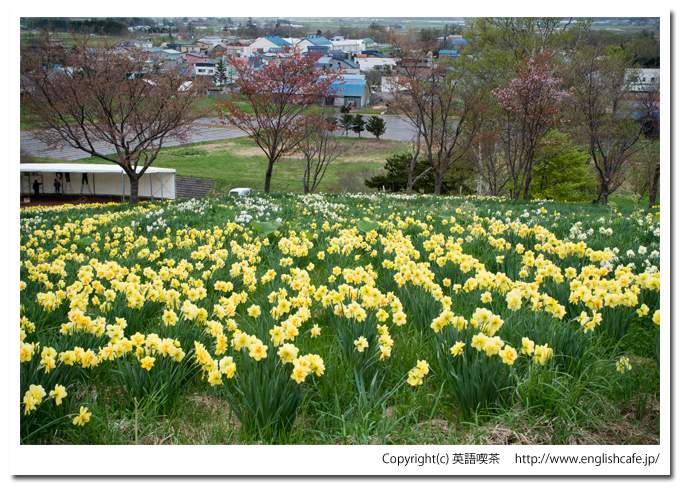 春の玉川公園、丘の上からみる水仙と、水仙まつり準備（北海道久遠郡せたな町）