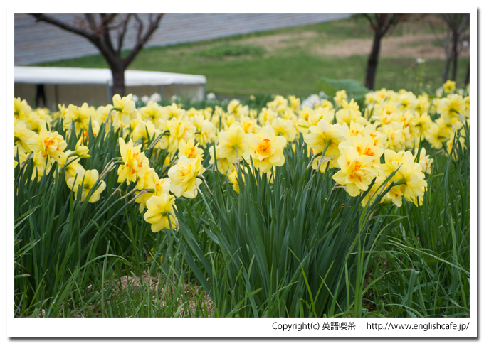 春の玉川公園、黄色い水仙をアップで（北海道久遠郡せたな町）