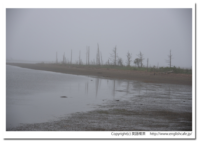 トドワラ（野付半島）、枯れ木群のクローズアップ（北海道野付郡別海町）