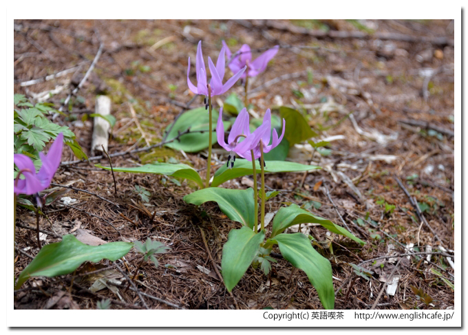 江戸時代の古道（殿様街道） 、山道を歩いて、茶屋跡そばの花（北海道松前郡福島町）