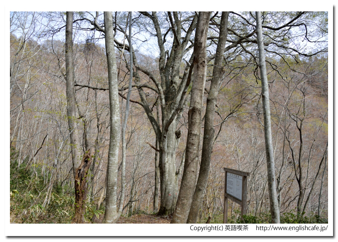江戸時代の古道（殿様街道） 、茶屋跡から山を登る、ブナの巨木（北海道松前郡福島町）