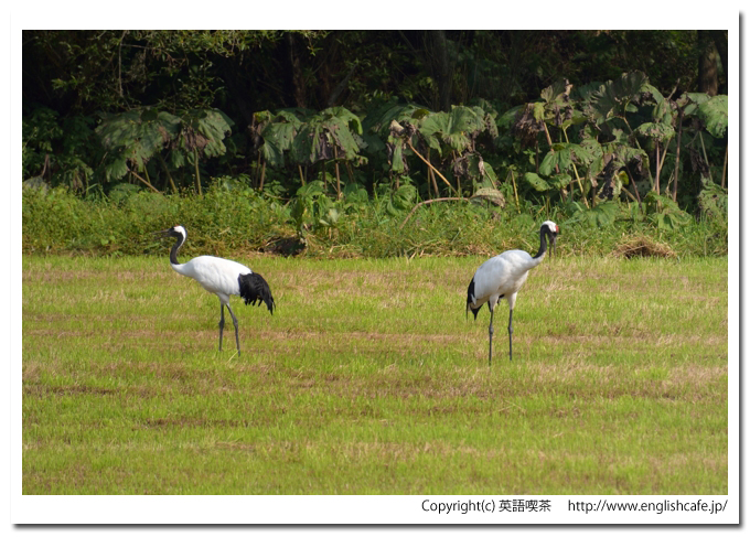 鶴居村の鶴、鶴居村の畑に飛来しているタンチョウから、２羽の様子（北海道鶴居村）